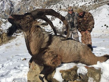 Охота на безоарового козла в Турции